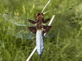 Libellula depressa