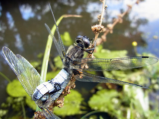 Libellula fulva