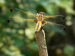 Libellula fulva