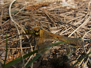 Libellula quadrimaculata