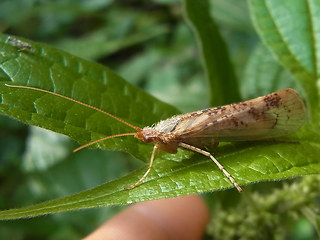 Limnephilus flavicornis