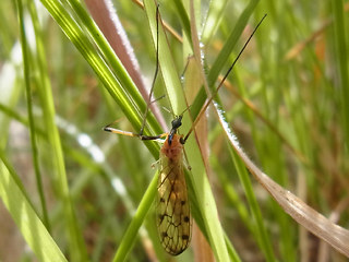 Limonia nigropunctata