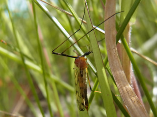 Limonia nigropunctata