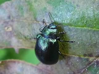 Linaeidea aenea