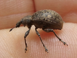 Liophloeus tessulatus