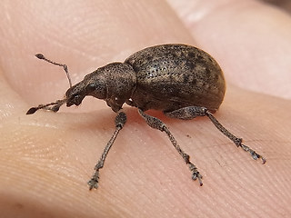 Liophloeus tessulatus