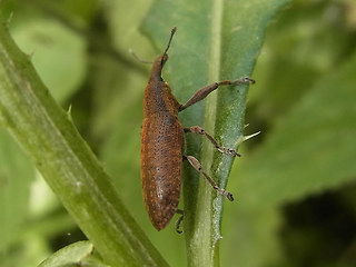 Lixus pulverulentus