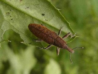 Lixus pulverulentus