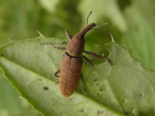 Lixus pulverulentus