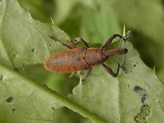 Lixus pulverulentus