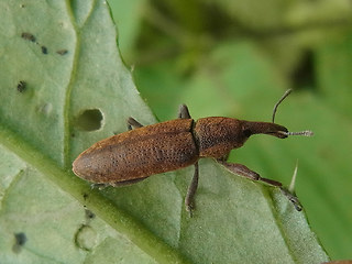 Lixus pulverulentus