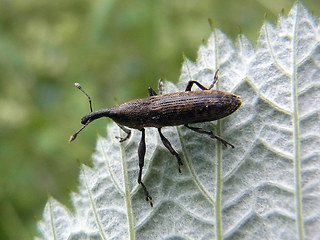 Lixus elongatus