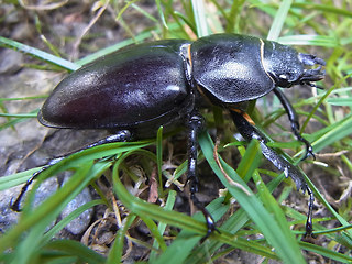 Lucanus cervus