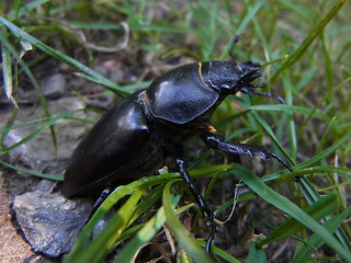 Lucanus cervus