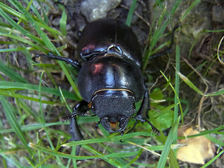 Lucanus cervus