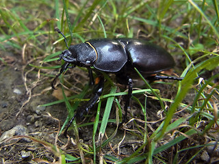 Lucanus cervus