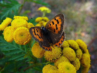 Lycaena phlaeas