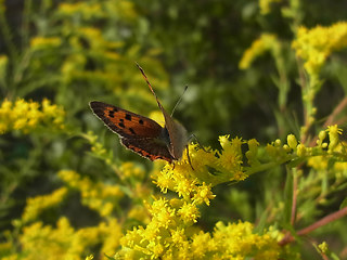 Lycaena phlaeas