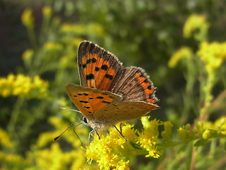 Lycaena phlaeas