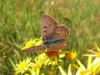 Lycaena tityrus