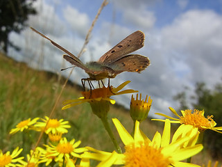 Lycaena tityrus