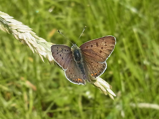 Lycaena tityrus