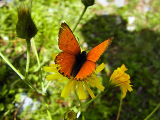 Lycaena virgaureae