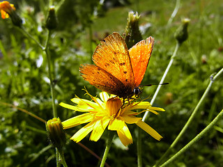 Lycaena virgaureae