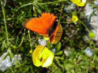 Lycaena virgaureae