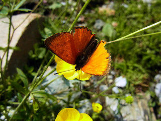 Lycaena virgaureae