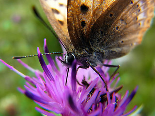 Lycaena virgaureae