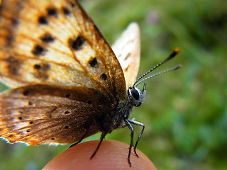 Lycaena virgaureae