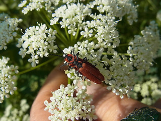 Lygistopterus sanguineus