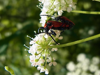 Lygistopterus sanguineus