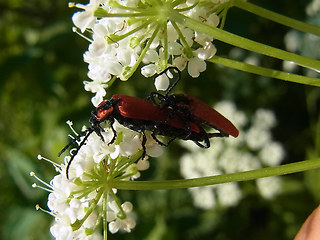 Lygistopterus sanguineus