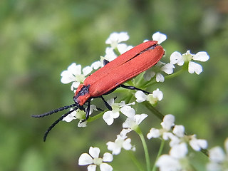 Lygistopterus sanguineus