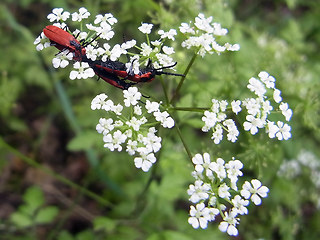 Lygistopterus sanguineus