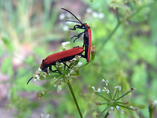 Lygistopterus sanguineus