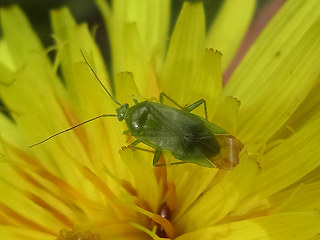 Lygocoris pabulinus