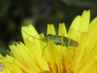 Lygocoris pabulinus