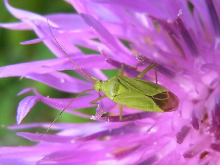 Lygocoris pabulinus