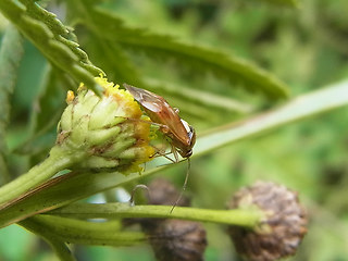 Lygus pratensis