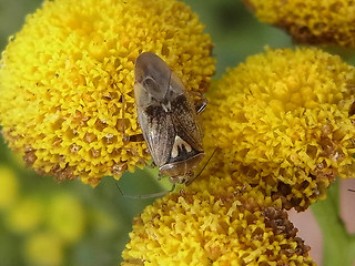 Lygus rugulipennis