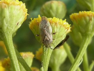 Lygus rugulipennis