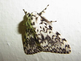 Lymantria monacha