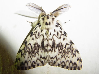 Lymantria monacha