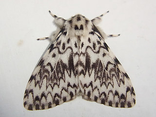 Lymantria monacha