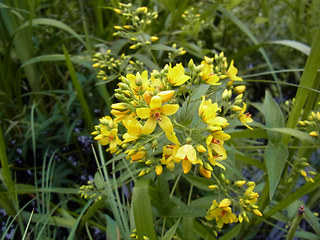 Lysimachia vulgaris