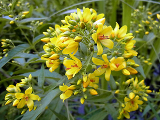 Lysimachia vulgaris