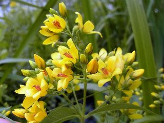 Lysimachia vulgaris